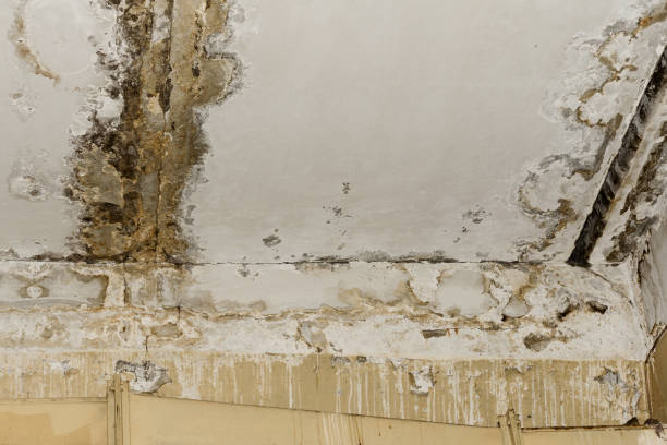 Why You Should Choose Our Mold Remediation Services in Marble Falls, TX